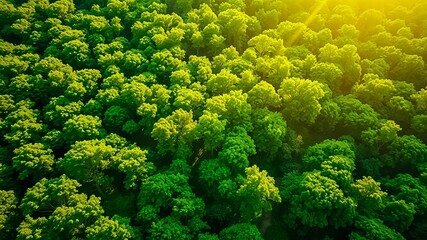 Naklejka premium A verdant canopy of lush foliage, an aerial perspective revealing the intricate tapestry of nature's artistry