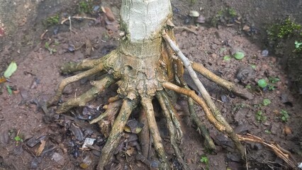 Densely packed and tangled root system of a plant.Potted Plant Roots of Garden,Large root of a large plant.