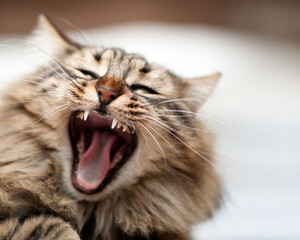 A close-up of a yawning tabby cat, showing  her wide-open mouth and sharp teeth, capturing a candid and humorous moment of feline expression