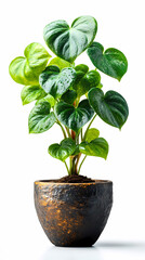 Obraz premium The leaves of a leafy philodendron in a rustic pot are shaped like hearts.