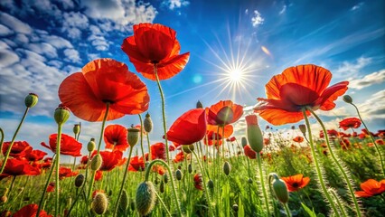 Obraz premium A mesmerizing macro photograph of a poppy field, bathed in late May sunlight.