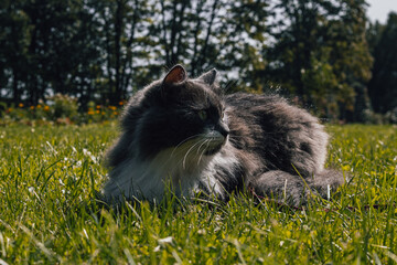 Naklejka premium A portrait of a great cat looking into the distance.