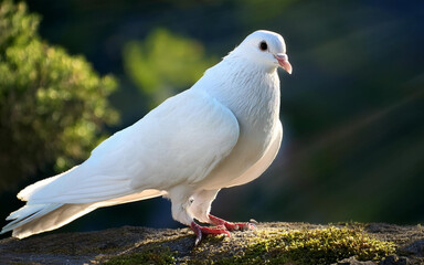 A white dove sitting in its nest.