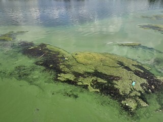 Blooming green water looks like a swamp with water lilies on surface. Environmental pollution...