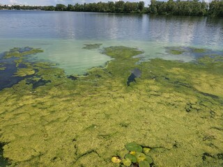 Blooming green water looks like a swamp with water lilies on surface. Environmental pollution concept green mud on water landscape with lake Obolon Kyiv Ukraine embankment bottle on pond close up