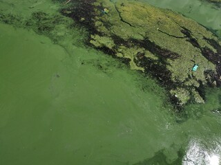 Blooming green water looks like a swamp with water lilies on surface. Environmental pollution concept green mud on water landscape with lake Obolon Kyiv Ukraine embankment bottle on pond close up
