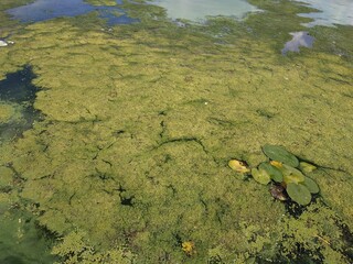 Blooming green water looks like a swamp with water lilies on surface. Environmental pollution concept green mud on water landscape with lake Obolon Kyiv Ukraine embankment bottle on pond close up
