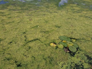 Blooming green water looks like a swamp with water lilies on surface. Environmental pollution concept green mud on water landscape with lake Obolon Kyiv Ukraine embankment bottle on pond close up