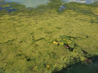 Blooming green water looks like a swamp with water lilies on surface. Environmental pollution concept green mud on water landscape with lake Obolon Kyiv Ukraine embankment bottle on pond close up