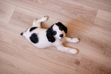 A white spaniel with black ears is happily playing on a polished wooden surface