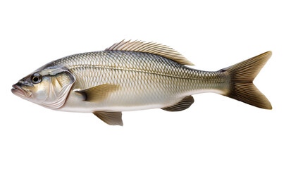 Fototapeta premium Single Fish. 