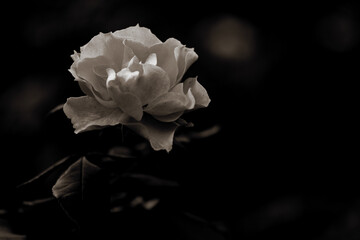  Rosenblüte schwarz weiß monochrom romantisch Platz für Text