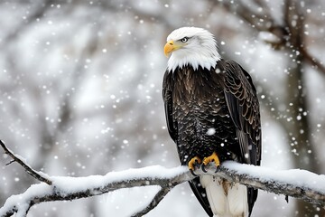 Obraz premium Bald eagle perched on branch covered with heavy snow