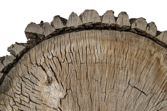cross section of an old big tree.  cracked wood cut. wooden with cracks texture background. isolated on transparent background. PNG format available. 