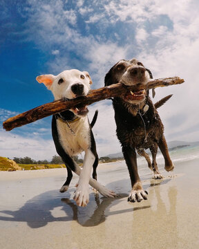 Two dogs running side by side on the beach carrying a stick in their mouths, Carmel-by-the-Sea, California, USA