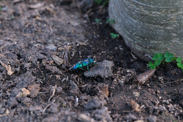 Jewel beetle bug or Chrysocoris stollii lying dead on the ground.Northern Thailand.