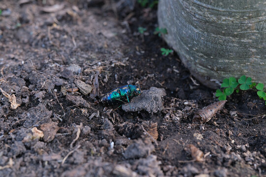Jewel beetle bug or Chrysocoris stollii lying dead on the ground.Northern Thailand.