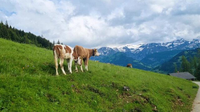 Two young, cute calves in a green pasture with a snow covered mountain range in the background on a cloudy day, near Lenk im Simmental in the Canton of Bern, Switzerland.