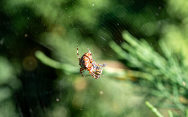 The Patient Hunter: Spider on Its Web. Nature's Geometry. Spider Web Close-up. Spider Catching Prey