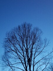 Tree in Winter with a Blue Sky Background