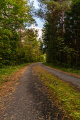 Tranquil forest path winding through greenery. A serene forest path lined with pine needles meanders through lush trees, inviting peaceful walks and quiet reflection amid nature’s beauty