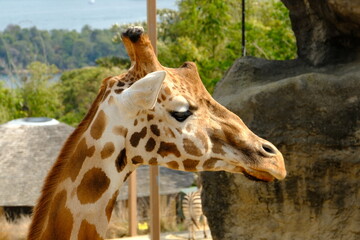 giraffe