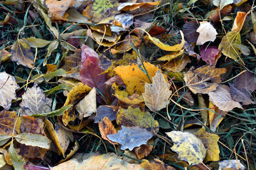Dry leaves on the ground in a beautiful autumn forest. autumn background, fallen leaves in a forest or park. Grove. selective soft focus. autumn colors, beautiful season. autumn season, first frosts