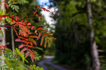Vibrant autumn leaves frame a curving forest path. Fiery red, orange leaves stand out against a...
