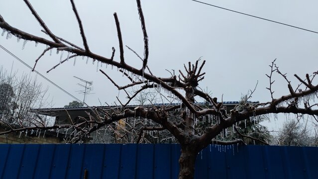 Frozen plant in ice snowy winter landscape branch completely covered with ice. Bright red-orange leaves on a bush covered icy droplets frozen drops unusual cold season scene artificial plant shell