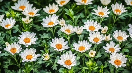 Fototapeta premium A vibrant display of white daisies blooming in a lush garden during early spring with bright orange centers attracting pollinators