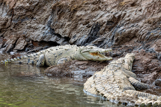 American crocodile, Crocodylus acutus, river Rio Tarcoles, Costa Rica Wildlife