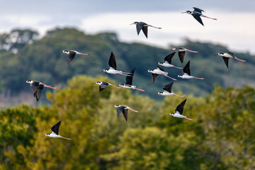 The black-necked stilt, River Tarcoles, Costa Rica