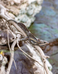 The common basilisk, Basiliscus basiliscus. Tarcoles, Puntarenas, Costa Rica wildlife