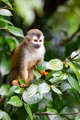 Central American squirrel monkey, Saimiri oerstedii, Quepos, Costa Rica wildlife