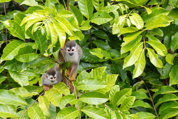 Central American squirrel monkey, Saimiri oerstedii, Quepos, Costa Rica wildlife