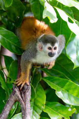 Central American squirrel monkey, Saimiri oerstedii, Quepos, Costa Rica wildlife