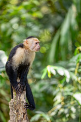 Colombian white-faced capuchin (Cebus capucinus), Manuel Antonio National Park, Costa Rica
