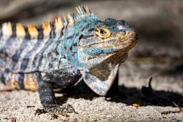 Black spiny-tailed iguana, Ctenosaura similis, Manuel Antonio National Park, Costa Rica wildlife