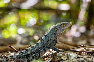 Obraz premium Black spiny-tailed iguana, Ctenosaura similis, Manuel Antonio National Park, Costa Rica wildlife