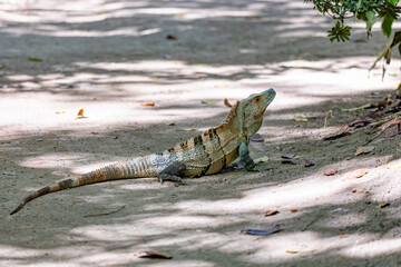 Black spiny-tailed iguana (Ctenosaura similis), Curu Wildlife Reserve, Costa Rica wildlife