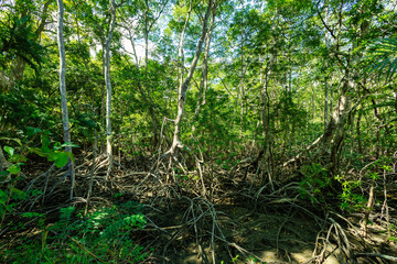 Rainforest in Curu Wildlife Reserve, Costa Rica wildlife. Picturesque paradise tropical landscape.