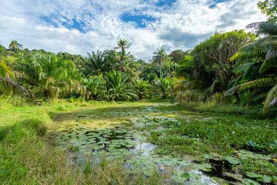 Rainforest in Curu Wildlife Reserve, Costa Rica wildlife.