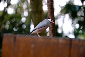 Java Sparrows
