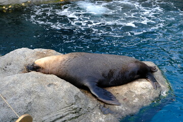 sea lion on the rocks