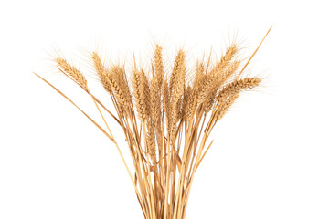 Fototapeta premium bunch of ripe golden wheat ears isolated on white background.
