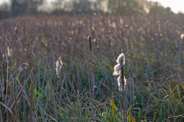 reed grass against the sun in autumn