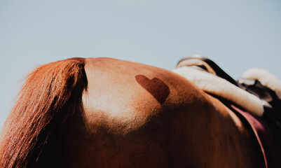 The rear view of a horse's rump, with a heart-shaped design shaved into it. On its back, the horse carries a leather saddle and a pink blanket. The romantic atmosphere. The equestrian lifestyle.