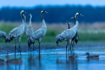 Birds -Common crane (Grus grus)
