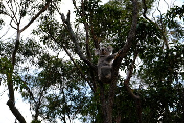 koala in tree © xinyi