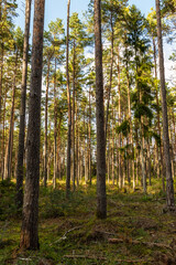 Vertical photo of a coastal pine tree forest on a sunny fall day. Nordic sparse pine woodland with green moss, tree trunks, and a clear sunny sky in Hiiumaa